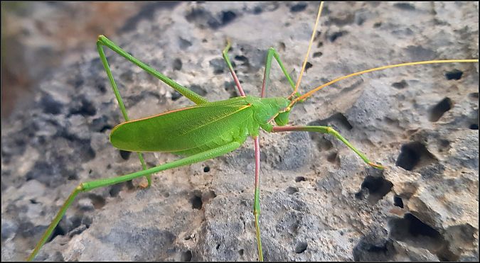 Acrometopa italica  - Giuseppe Di Lieto