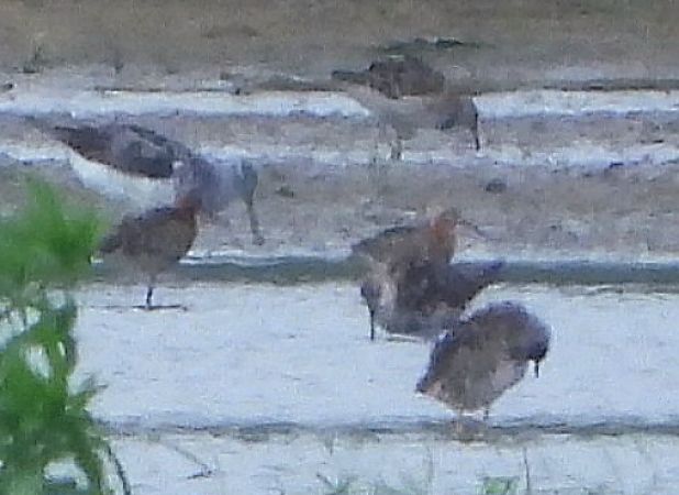 Curlew Sandpiper 
