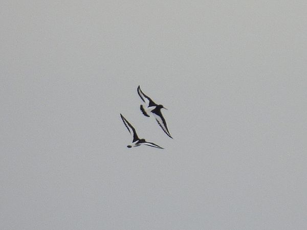 Huîtrier pie  - Kacper Mikulski