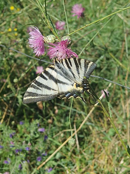 Reina zebrada  - Miguel Angel Benedicto Calpe