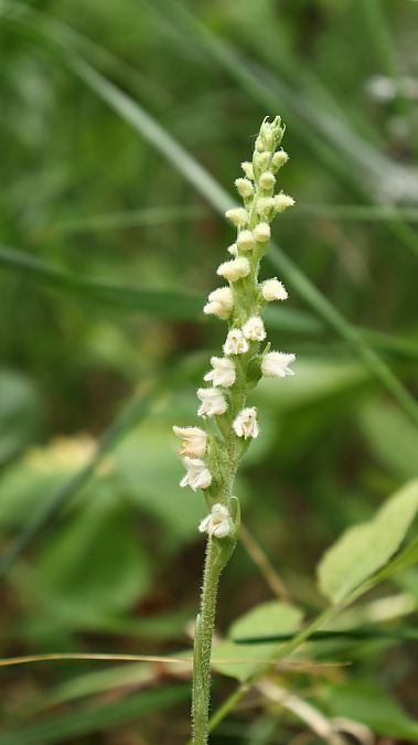 Goodyera repens  - Gerard Guillouard