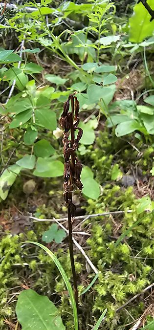 Corallorhiza trifida  - Claire Perrachon