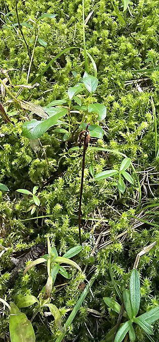 Corallorhiza trifida  - Claire Perrachon