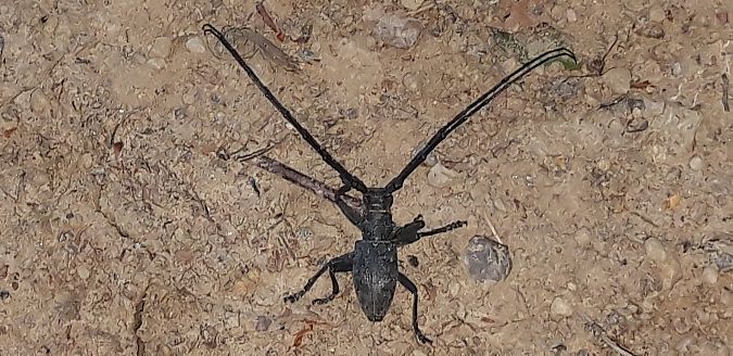 Morimus asper  - Michele Cento
