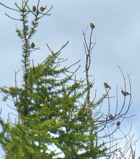 Citril Finch 