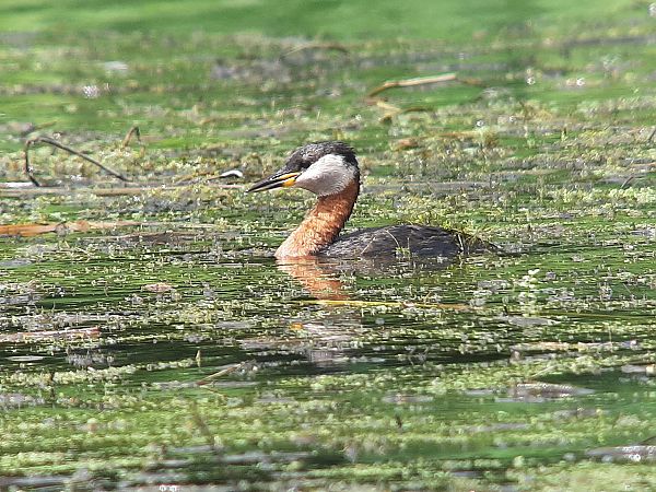 Red-necked Grebe  - Franz Stoll