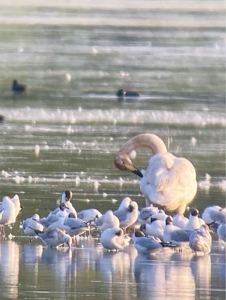 Cygne chanteur  - Jean-Marc Grillon
