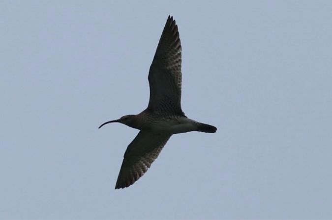 Courlis corlieu  - Florian Hanslmayr