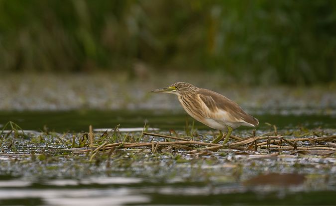 Squacco Heron  - Barbara Iliadis