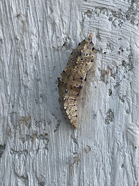 Pieris brassicae  - Maria Rita Gelso