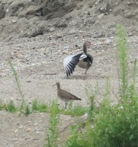 Courlis corlieu  - Florian Hanslmayr
