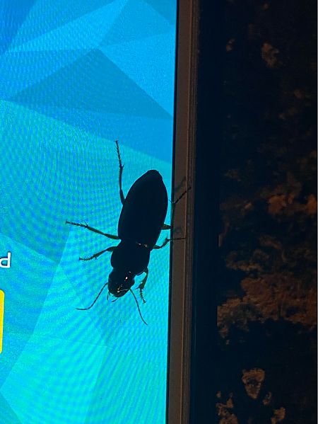 Harpalus rufipalpis  - Maria Rita Gelso