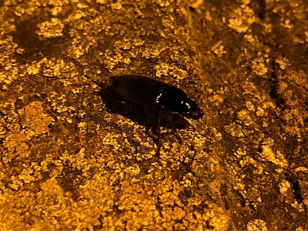 Harpalus rufipalpis  - Maria Rita Gelso
