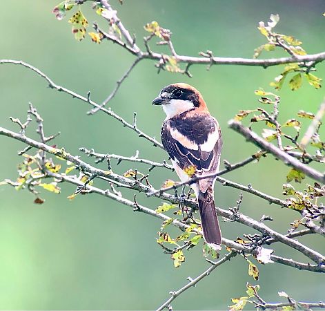 Woodchat Shrike  - Ramon Prat Espelt