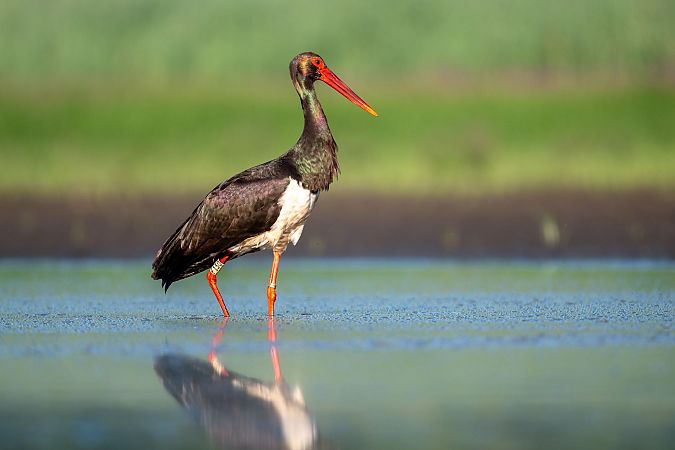 Cigogne noire  - Bigant Mickael