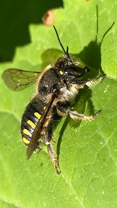 Anthidium manicatum  - Anthony Bourgaux