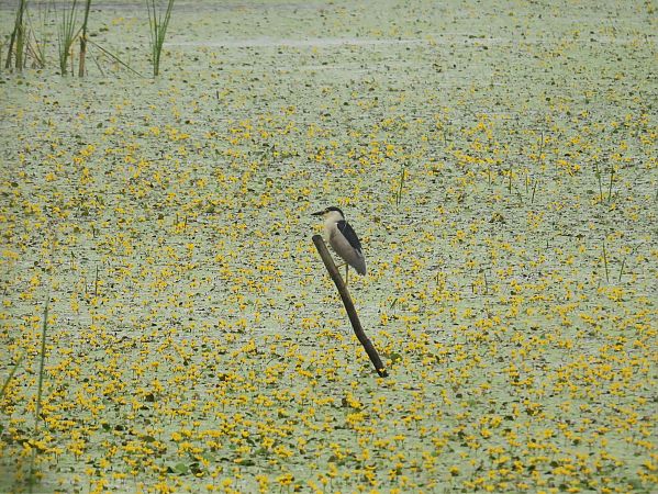 Black-crowned Night Heron 