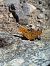 Tabac d'Espagne (Argynnis paphia) © Eva Potet