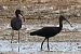 Glossy Ibis (Plegadis falcinellus) © Enrico Ferrari