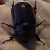 Coleoptera sp. © Monica Artale