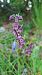 Epipactis atrorubens © Pietro Moretti (FVG)