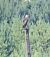 Short-toed Snake Eagle  - Tomasz Sczansny
