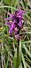 Dactylorhiza alpestris © Claire Perrachon