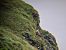 Griffon Vulture  - Felix Zimmermann