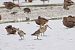 Black-tailed Godwit 
