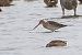 Black-tailed Godwit 