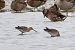 Black-tailed Godwit 