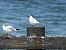 Sandwich Tern  - Julianna Owczarek