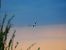 Pied Avocet  - Anna Lehner