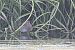 Spotted Crake  - Sebastian Watras