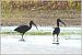 Glossy Ibis  - Serge Pontacq