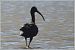 Glossy Ibis  - Serge Pontacq