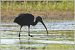 Glossy Ibis  - Serge Pontacq