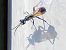 Hymenoptera sp. © Massimo Tassinari
