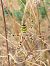 Argiope frelon  - Alexis Marsteau