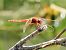 Crocothemis erythraea © Massimo Tassinari