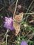 Mallow Skipper (Carcharodus alceae) © Miguel Angel Benedicto Calpe