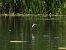 Little Bittern  - Kacper Mikulski
