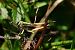 Common Green Grasshopper (Omocestus viridulus) © Cédric Mroczko