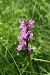 Dactylorhiza angustata - Guillouard Gerard
