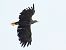 Seeadler  - Kacper Mikulski