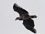 Seeadler  - Kacper Mikulski