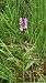 Dactylorhiza angustata - Guillouard Gerard
