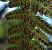 Polystichum setiferum © Michele Cento