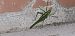 Tettigonia viridissima © Michele Cento