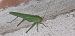 Tettigonia viridissima  - Michele Cento